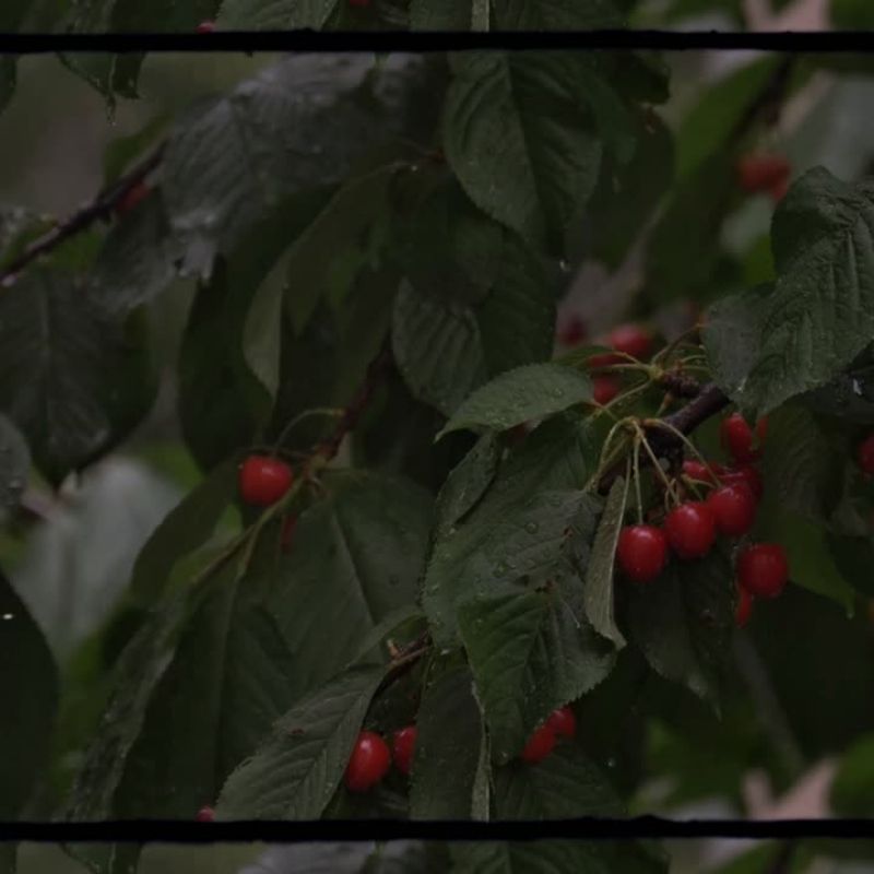 WINTER CHERRY CANDLE