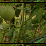 OFF THE VINE WAX REFILL - Buhn